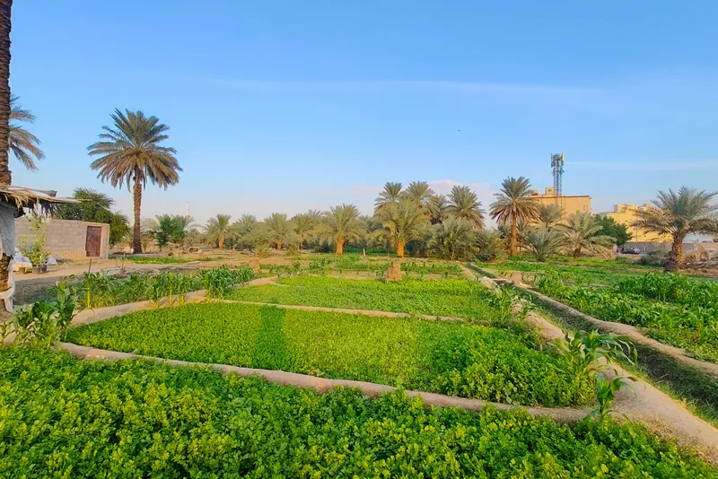 مزارع ونخيل في المدينة المنورة